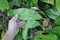Philodendron granulare
