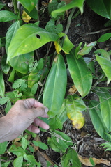 Philodendron granulare