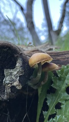 Galerina marginata
