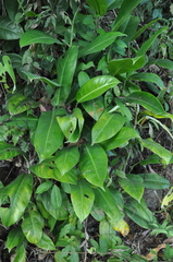 Philodendron granulare