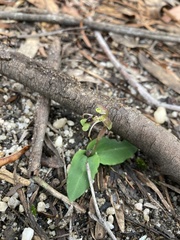 Chiloglottis seminuda