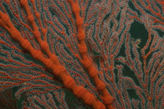 Melithaeinae