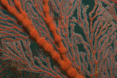 Melithaeinae