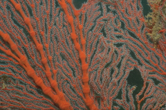 Melithaeinae