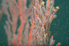 Melithaeinae