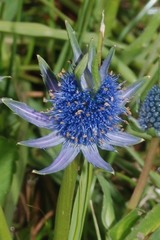 Eryngium phyteumae