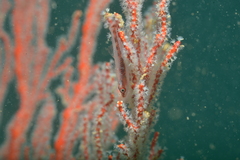 Melithaeinae