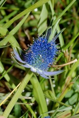 Eryngium phyteumae