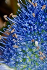 Eryngium phyteumae