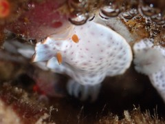 Chromodoris aspersa