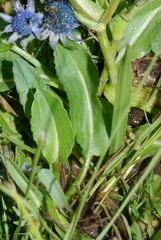 Eryngium phyteumae