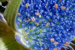 Eryngium phyteumae