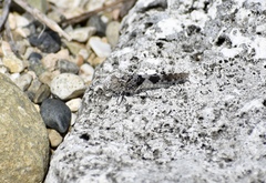 Sphingonotus haitensis