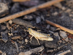 Monistria discrepans