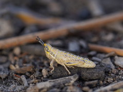 Monistria discrepans