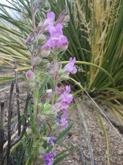 Penstemon jamesii