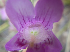 Penstemon jamesii