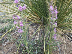 Penstemon jamesii