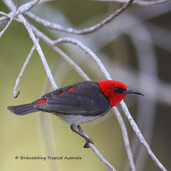 Myzomela erythrocephala