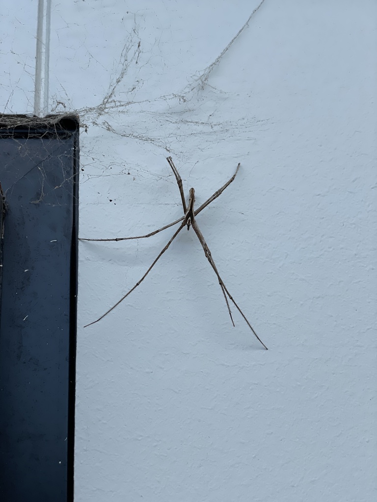 Rufous Net-casting Spider from Saint Johns Wood Rd, Blairgowrie, VIC ...