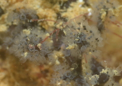 Entoprocta