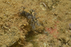 Entoprocta