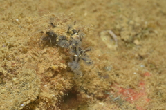 Entoprocta