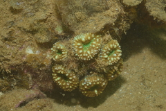Acanthastrea pachysepta