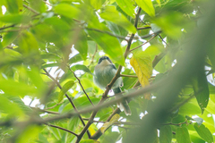 Apalis melanocephala