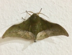 Plegapteryx anomalus