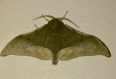 Plegapteryx anomalus