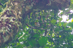 Phylloscopus ruficapilla