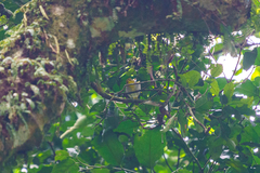 Phylloscopus ruficapilla