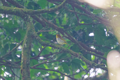 Phylloscopus ruficapilla