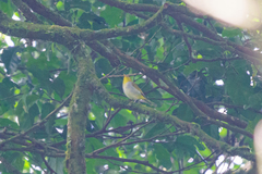 Phylloscopus ruficapilla