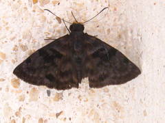 Ebrietas