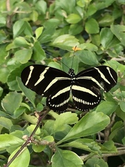 Heliconius charithonia