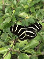 Heliconius charithonia