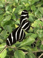 Heliconius charithonia