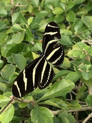 Heliconius charithonia