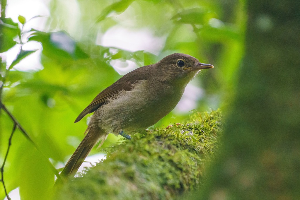 Cabanis's Greenbul photo