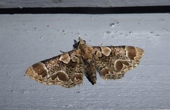 Chloroclystis lichenodes