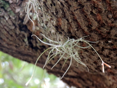 Tillandsia recurvata image