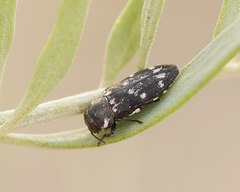 Diphucrania notulata