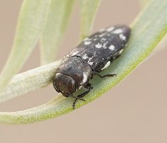 Diphucrania notulata