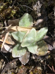 Anaphalis nepalensis