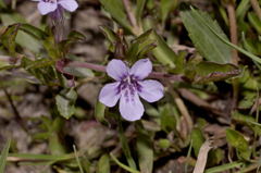 Dyschoriste microphylla