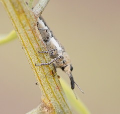 Belidae