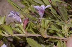 Dyschoriste microphylla