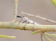 Belidae